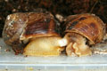 Helix aspersa adult p��en�